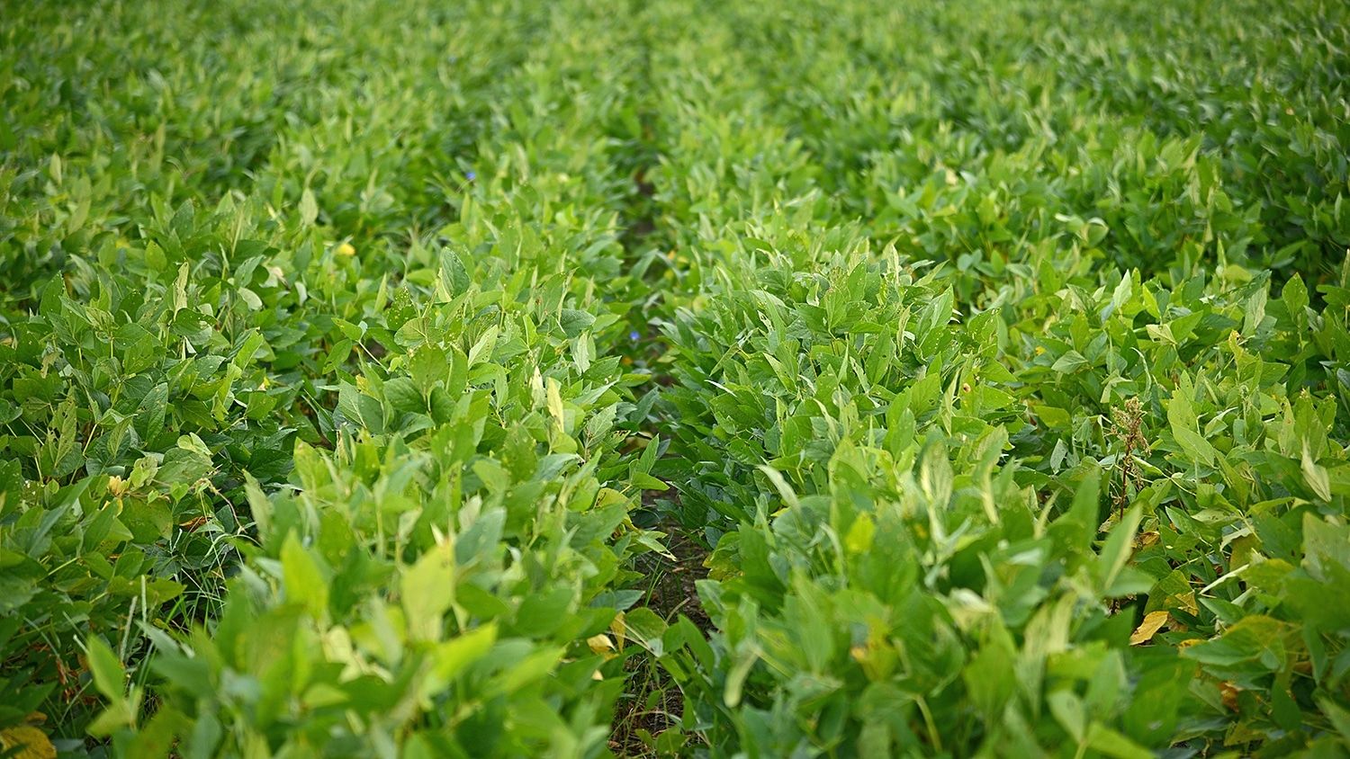 Soybean plants in the field.