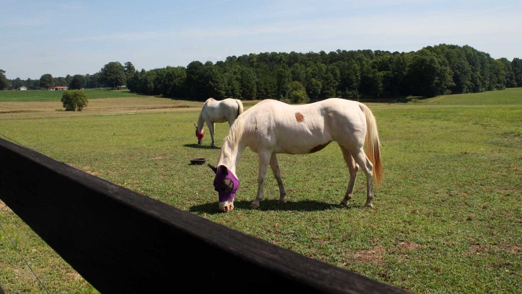 Horses in pasture