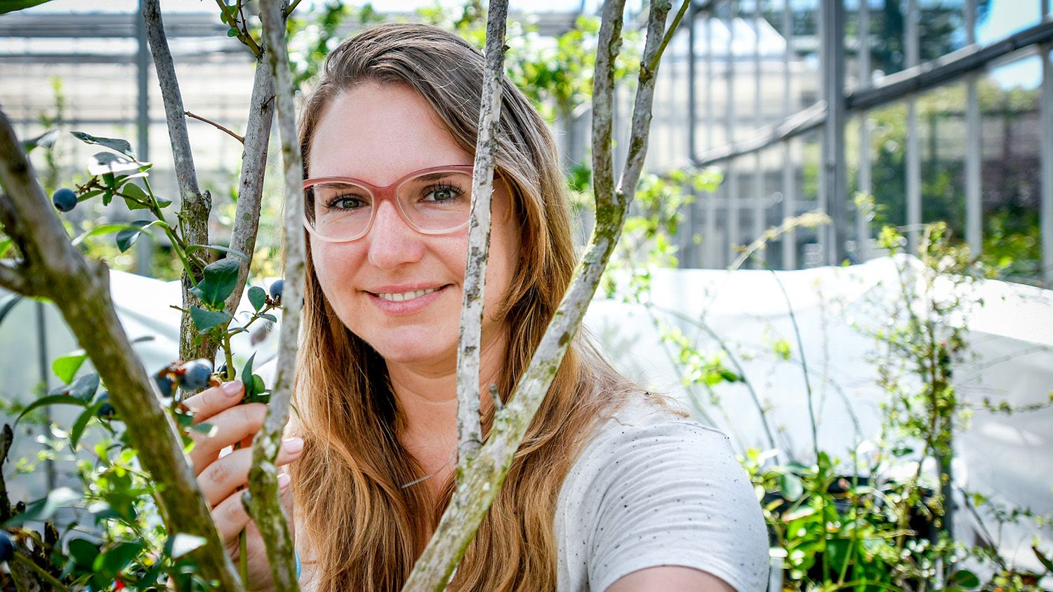 Woman near a blueberry bush in a greenhouse