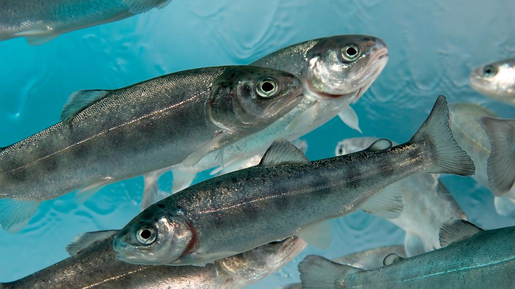 Trout in an aquaculture tank