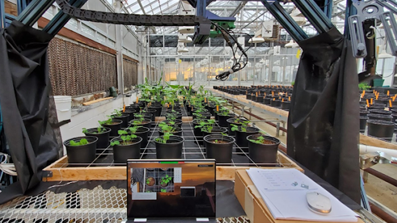 plants in a greenhouse