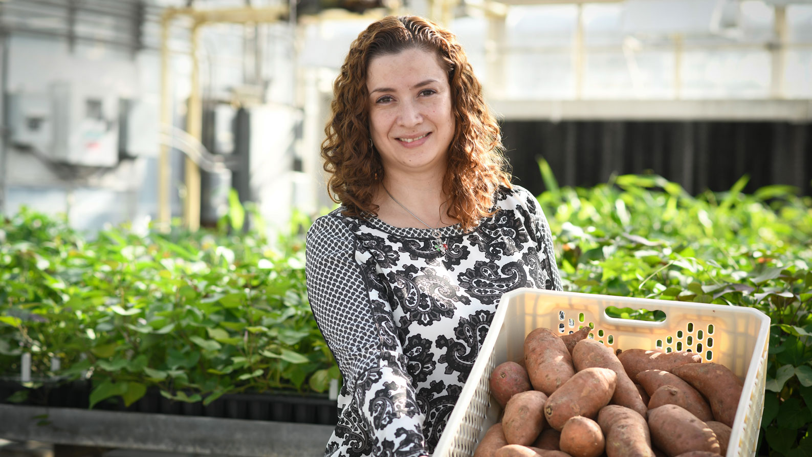 Portrait of Lina Quesada-Ocampo holding basket of sweetpotatoes in greenhouse