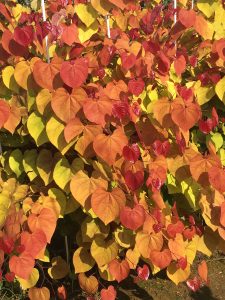 Close-up photograph of leaves from Flamethrower redbud