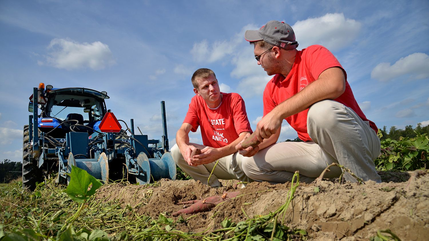 Two NC State students on a sweet potato farm