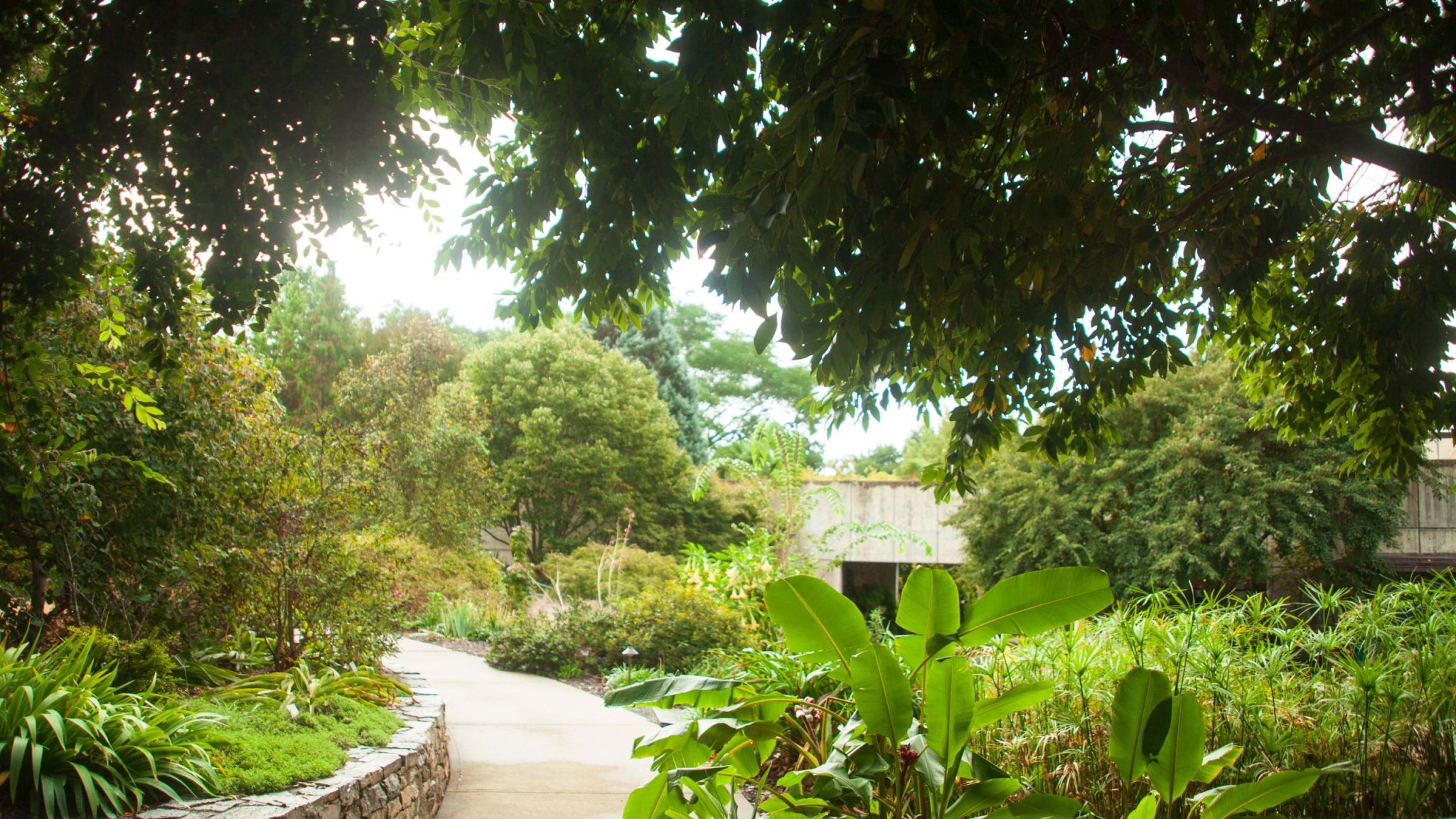 A pathway at the arboretum surrounded by trees