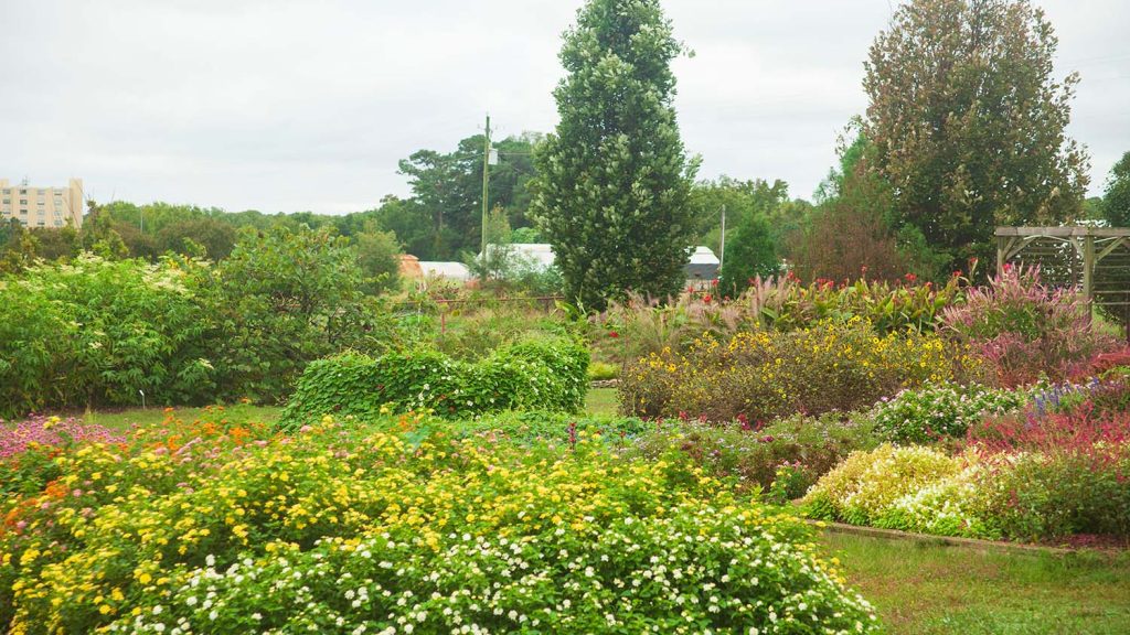 A variety of plants at the arboretum
