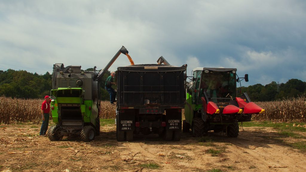 Combine pours corn from harvest