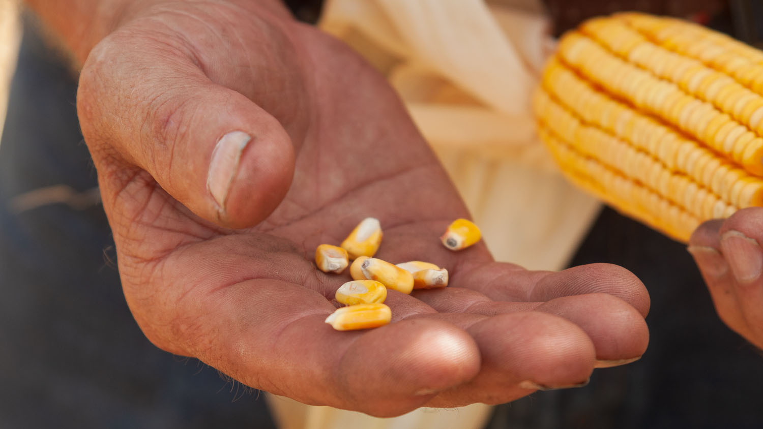 Close up image of corn