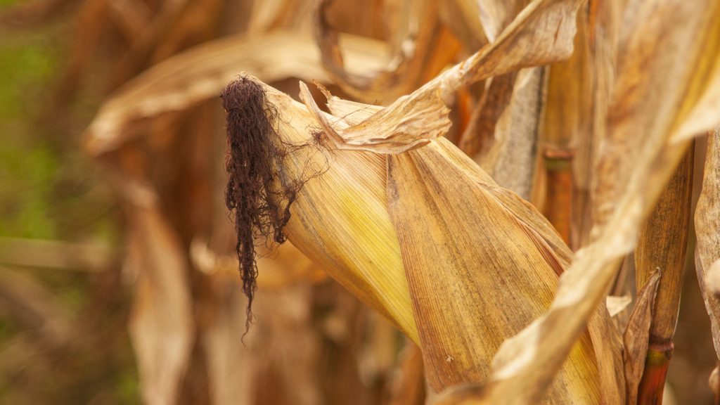 Close-up image of corn