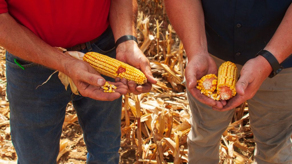 Two men hold corn