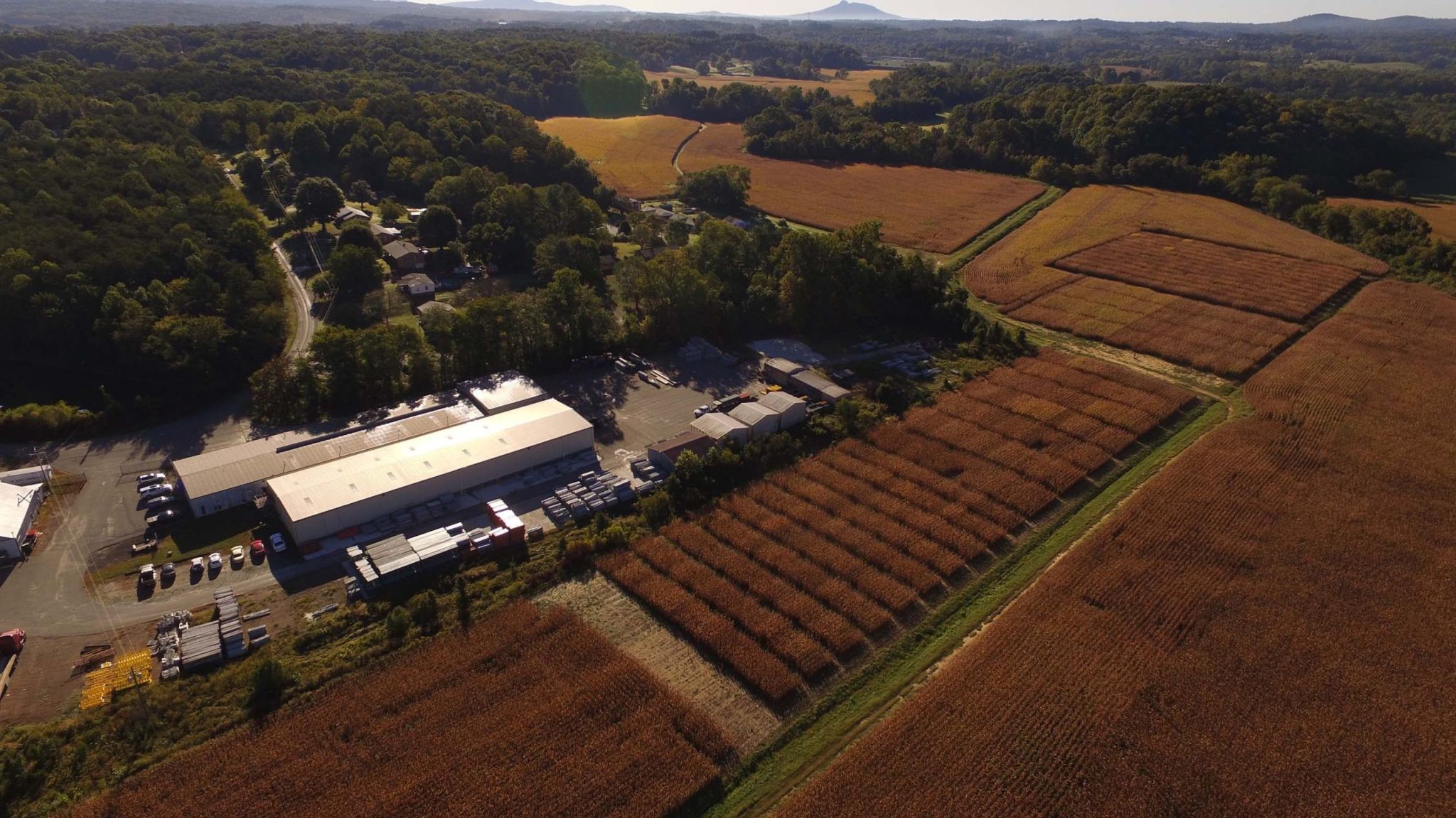 Aerial view of a corn field in Mount Airy
