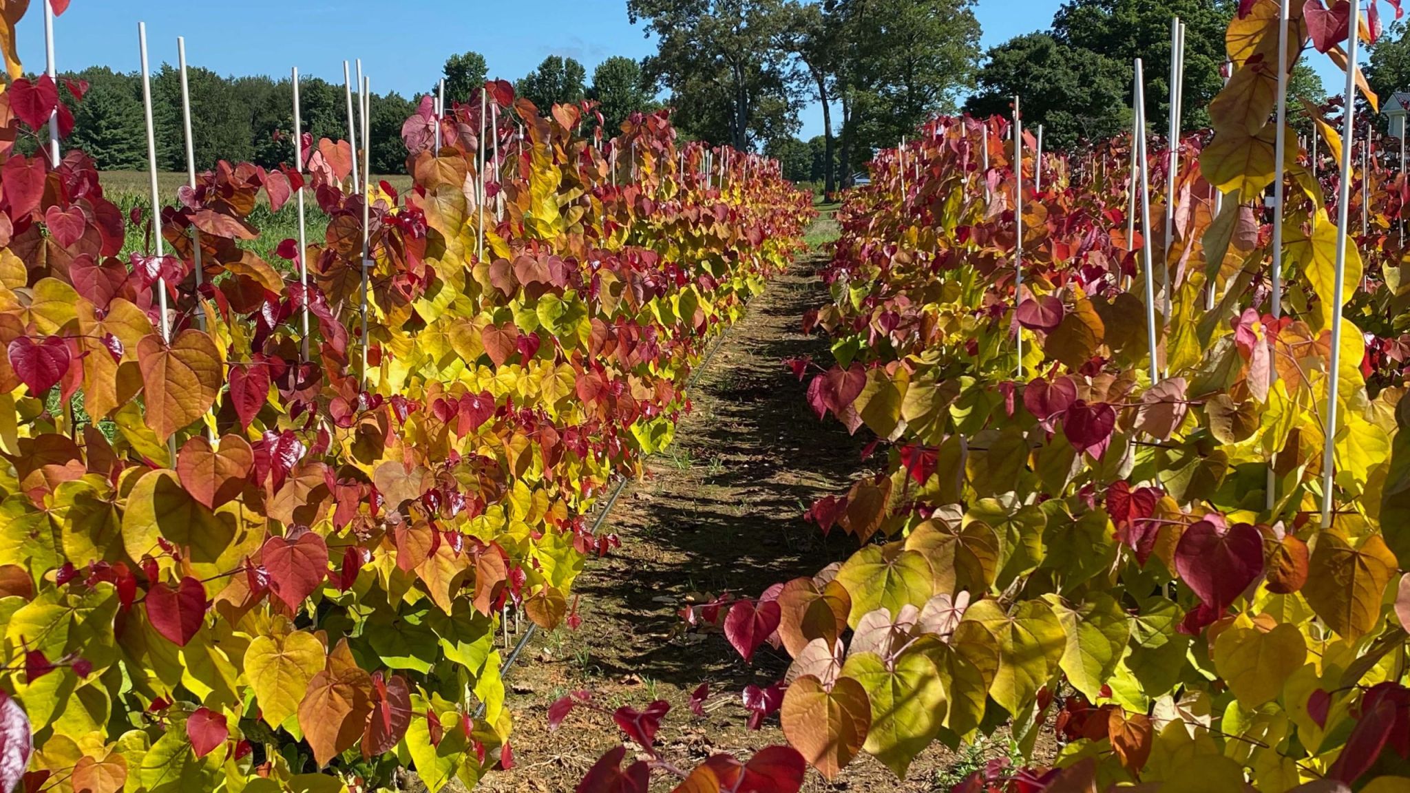 a-kaleidoscope-of-colors-nc-state-breeder-creates-winning-flame