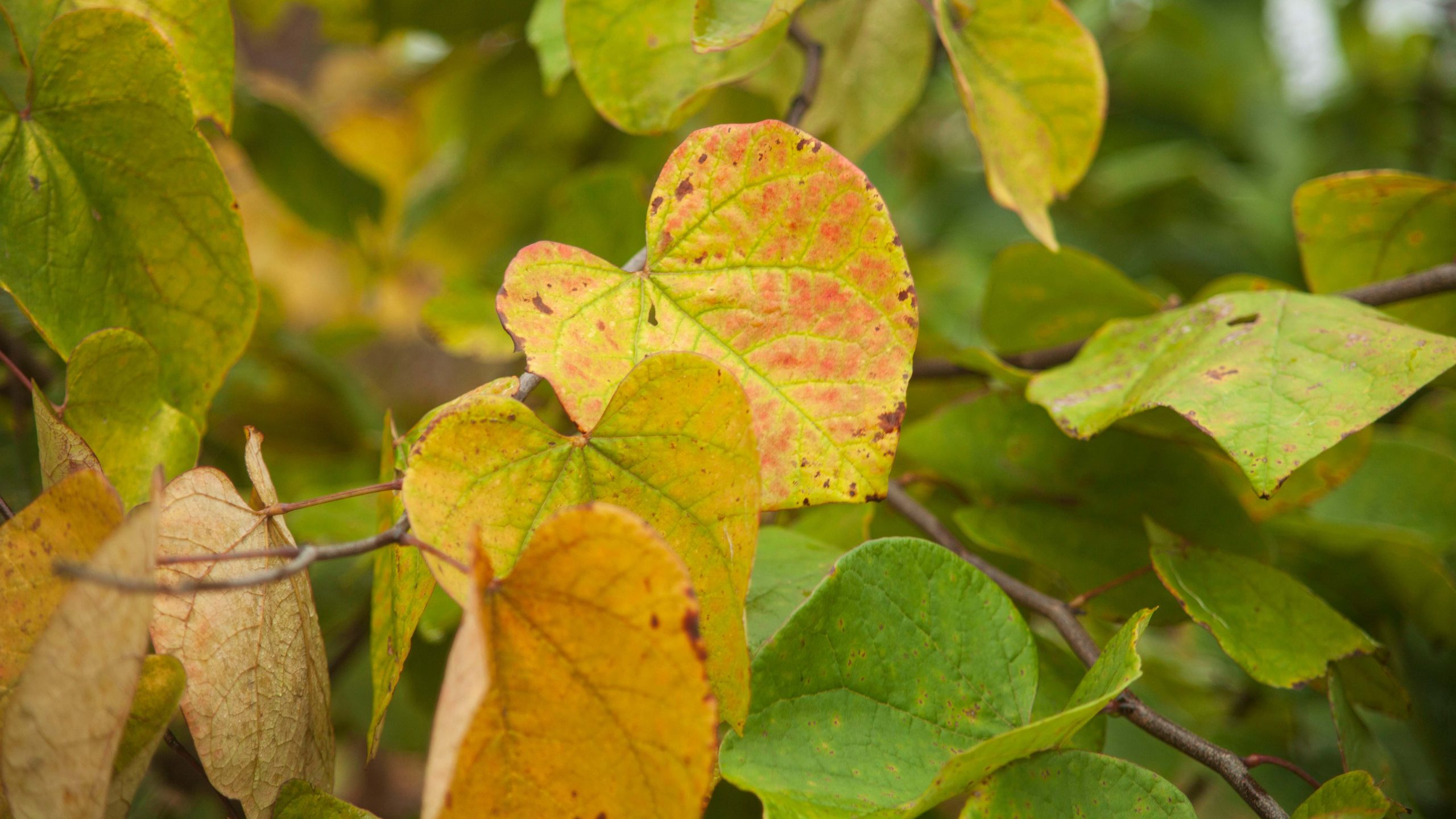 Leaves from a Flame thrower redbud