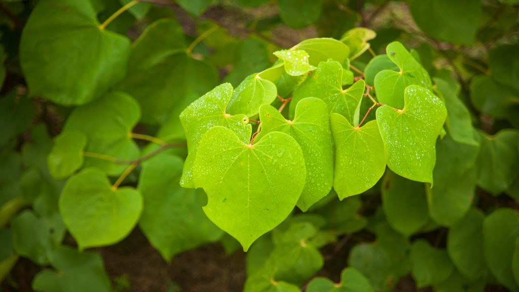 Close-up image of a green leaf with dew on it