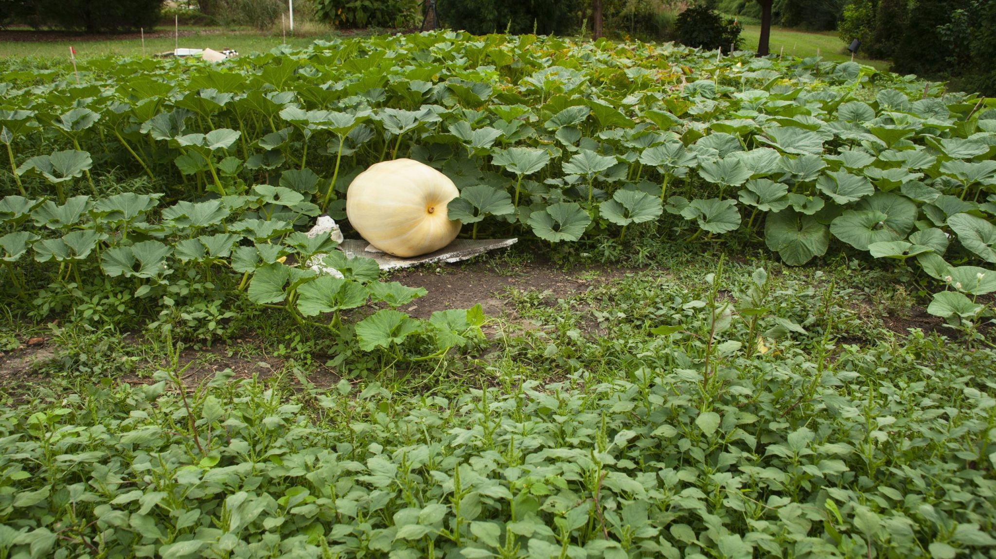 A large pumpkin surrounded by leaves and vines