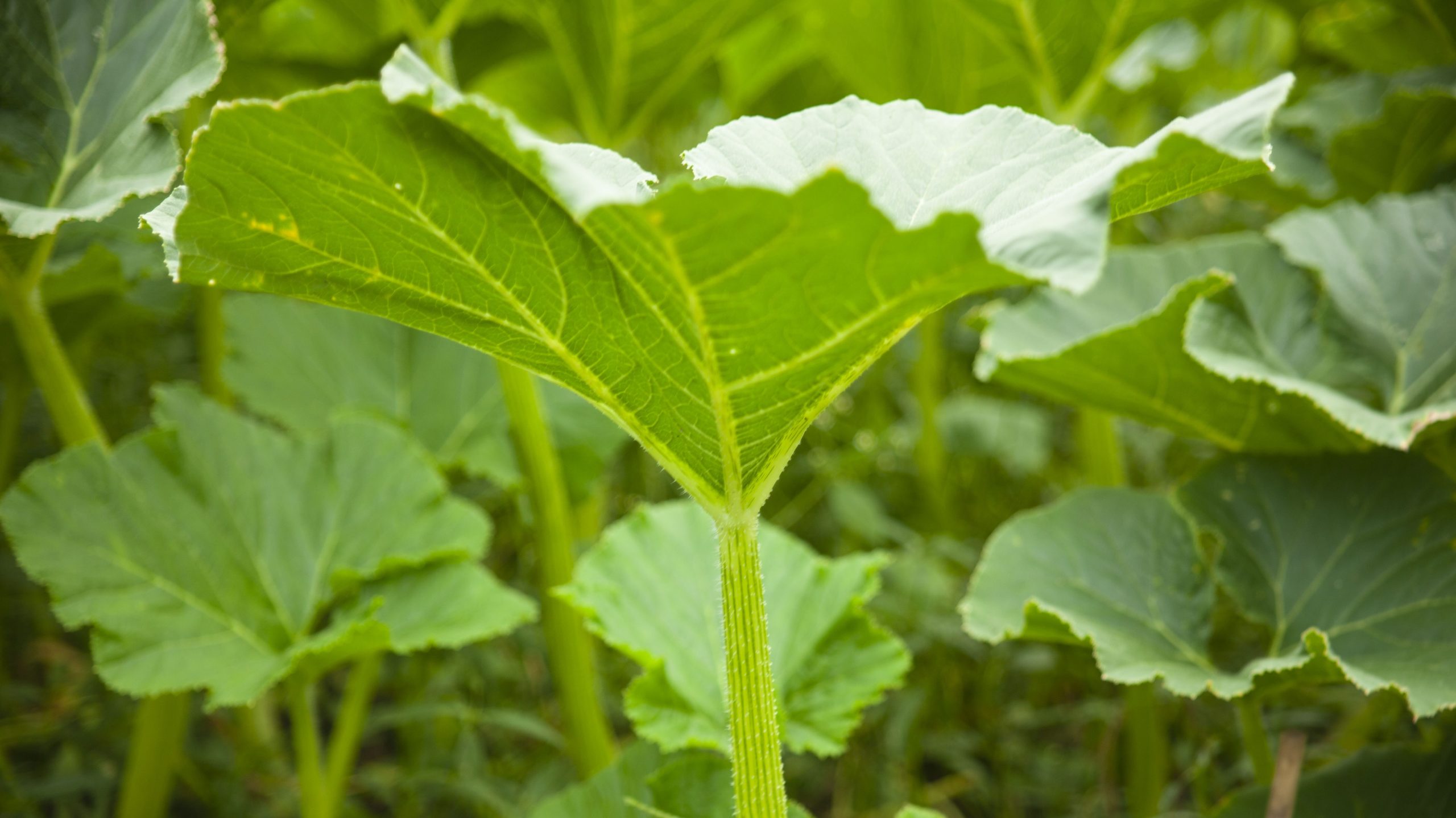 A close-up image of a leaf in a pumpkin patch