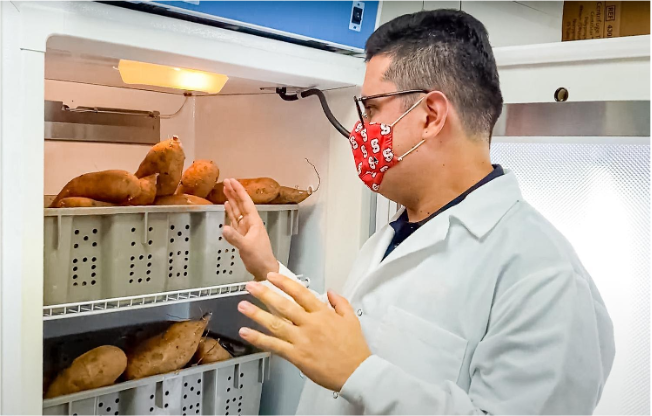 Student examines stored sweetpotatoes 