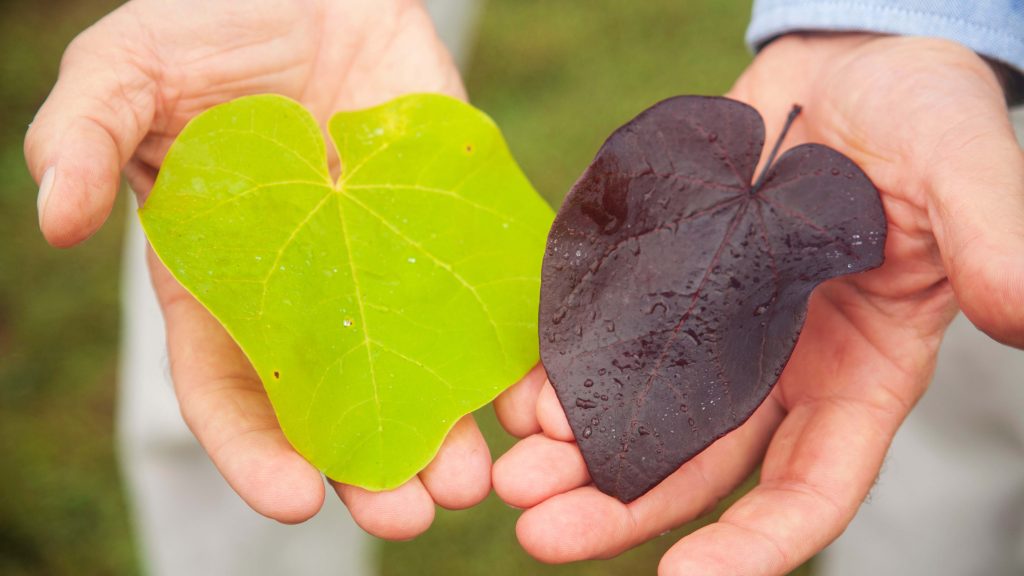 Close-up image of two leaves