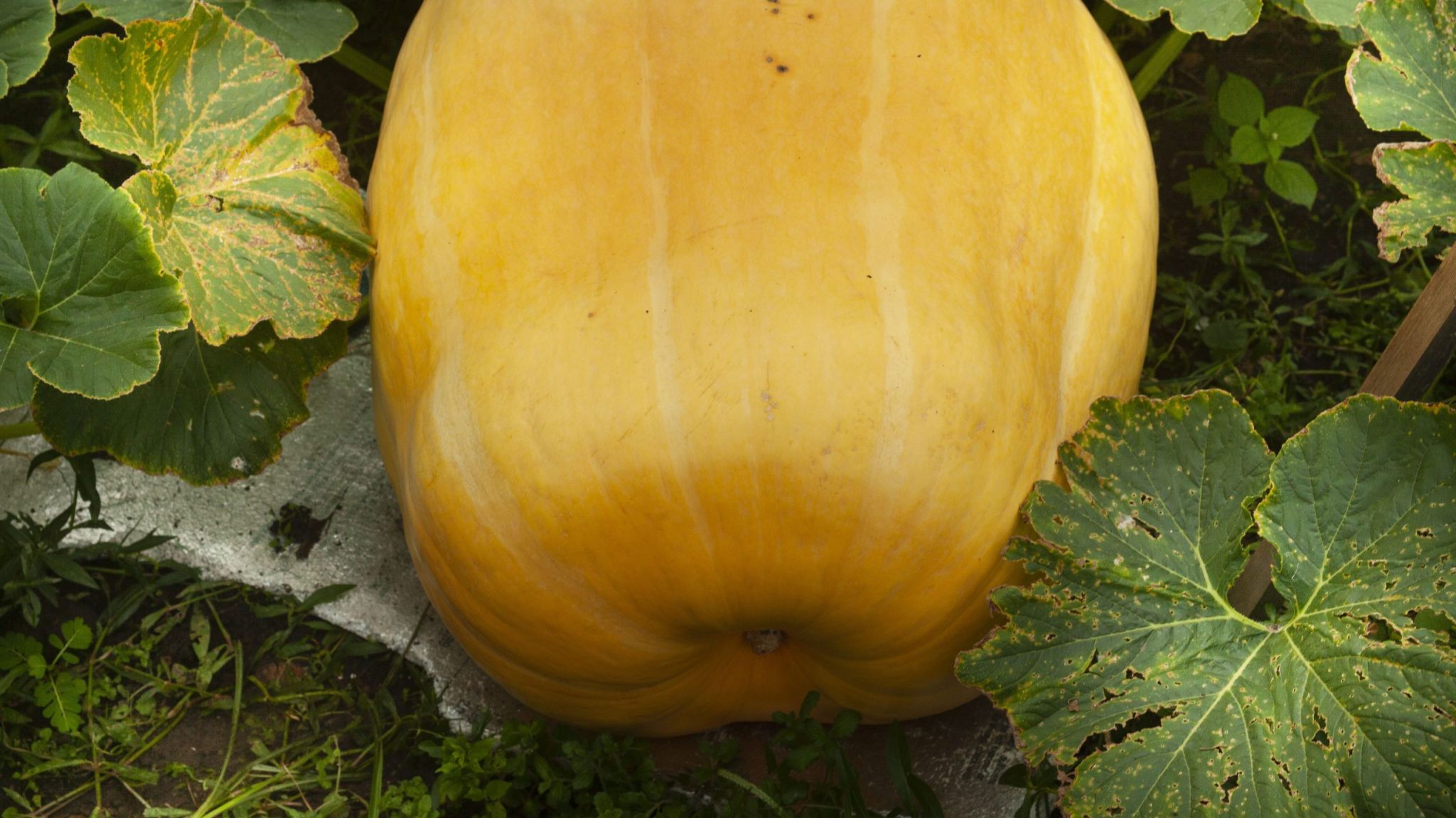 A large pumpkin surrounded by leaves