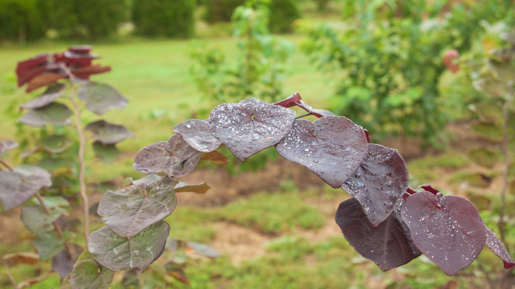 A close-up image of red leaves on a redbud