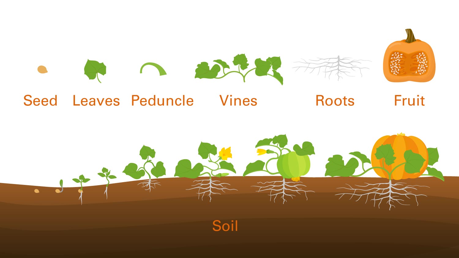 The Anatomy Of A Giant Pumpkin CALS News NC State Extension