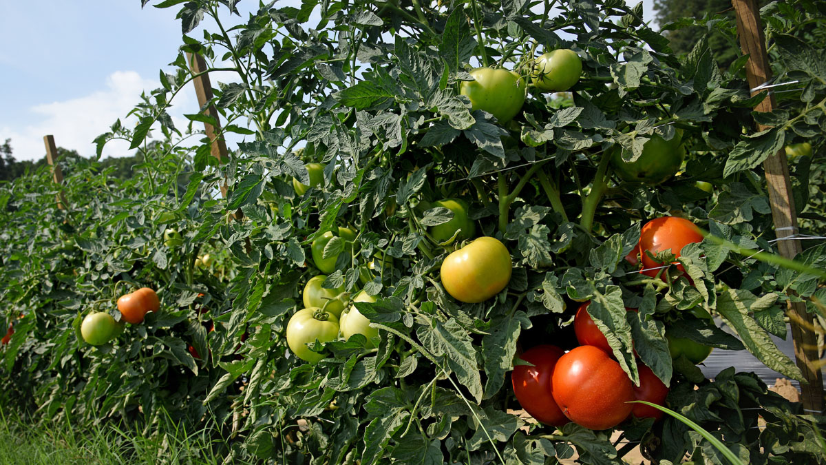 ripe and unripe tomatoes on the vine