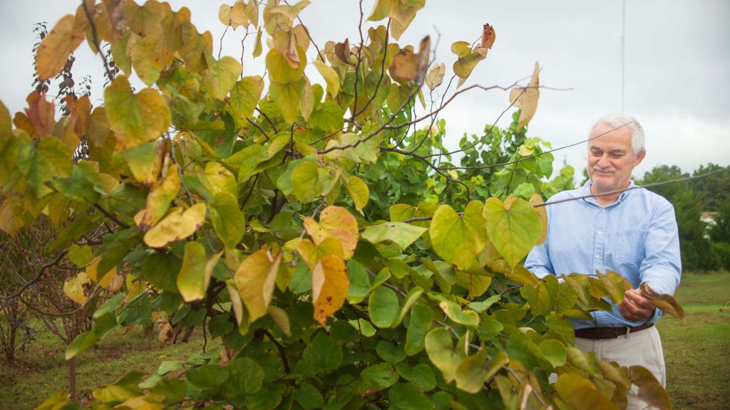 Man stands next to a redbud with gray sky in background