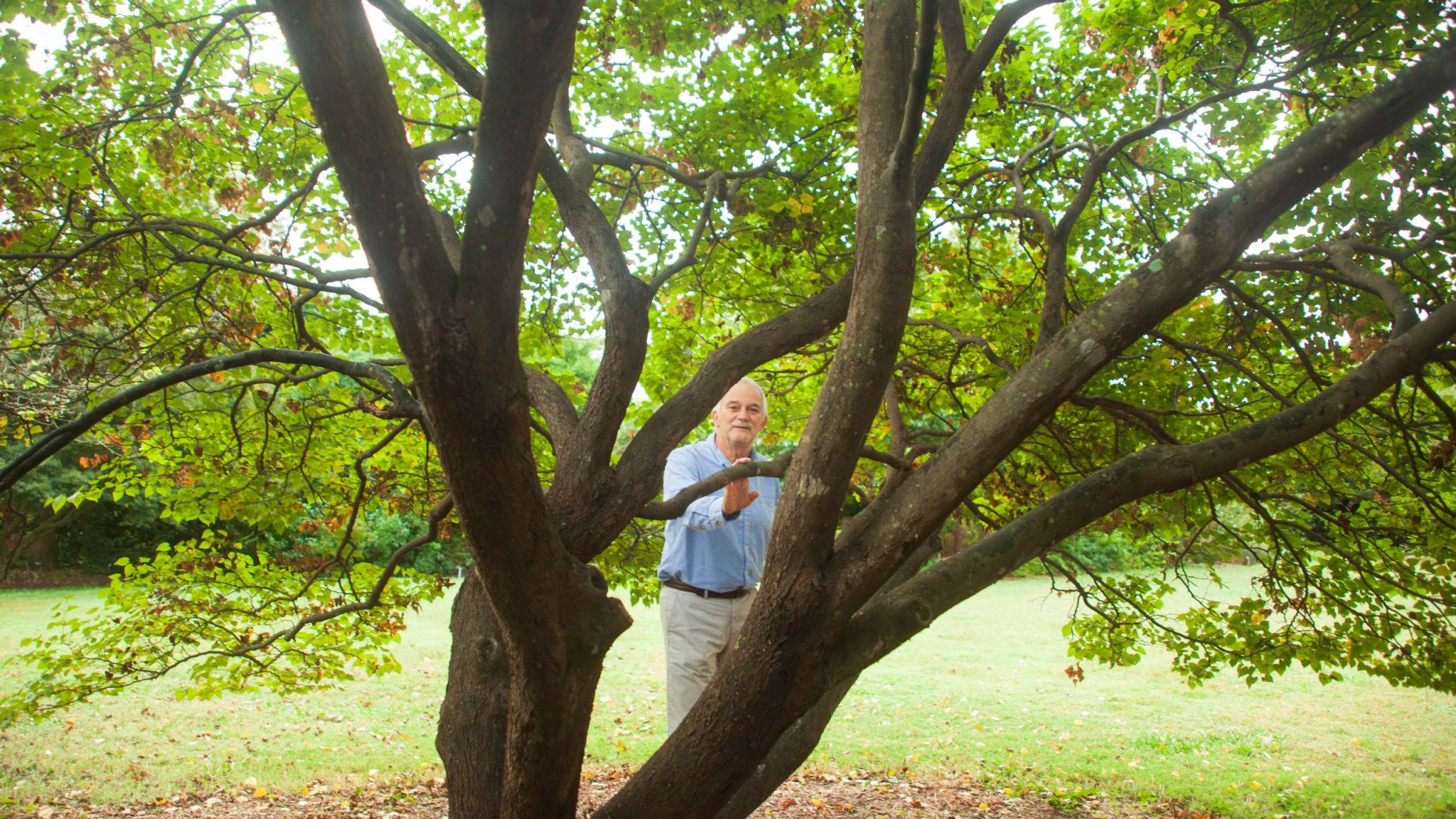 Man stands underneath a redbud tree