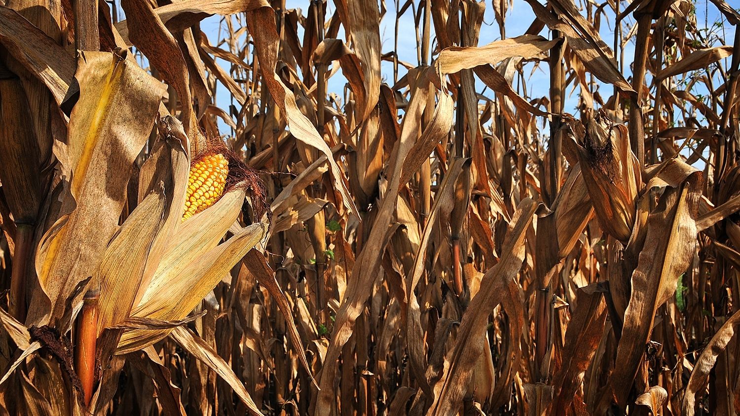 Corn on the stalk.