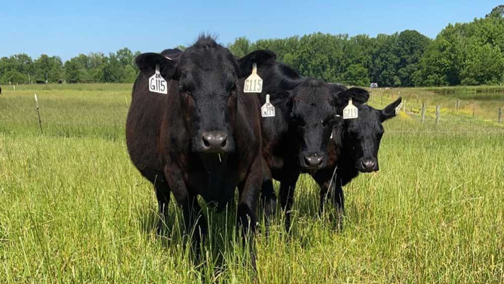 cows in a field