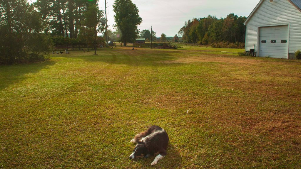 A dog rests with an image of a farm behind him.