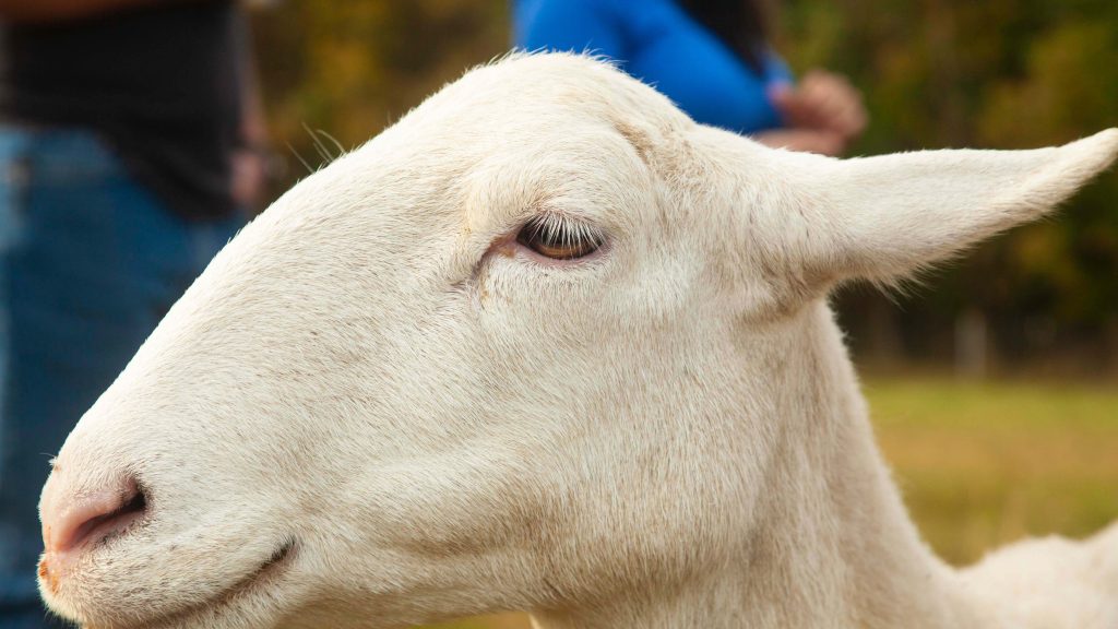 Close-up image of sheep