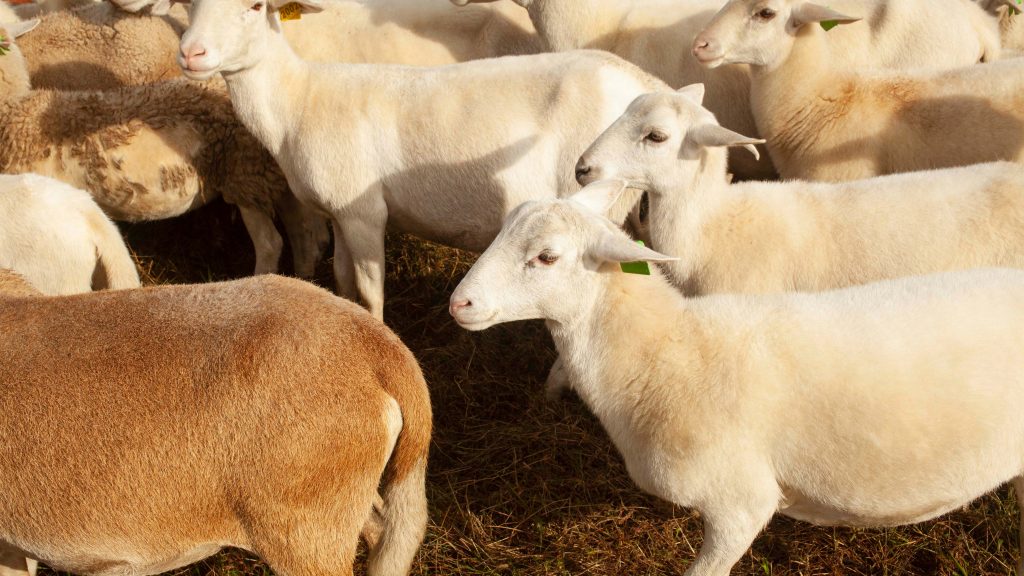 Close-up image of sheep