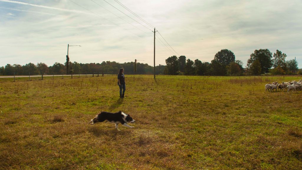 A dog jumps in the air as he follows sheep.