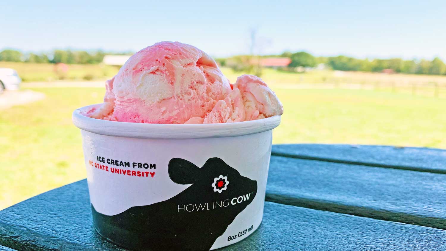 A scoop of NC State's new Howling Cow flavor: Icing on the Cake