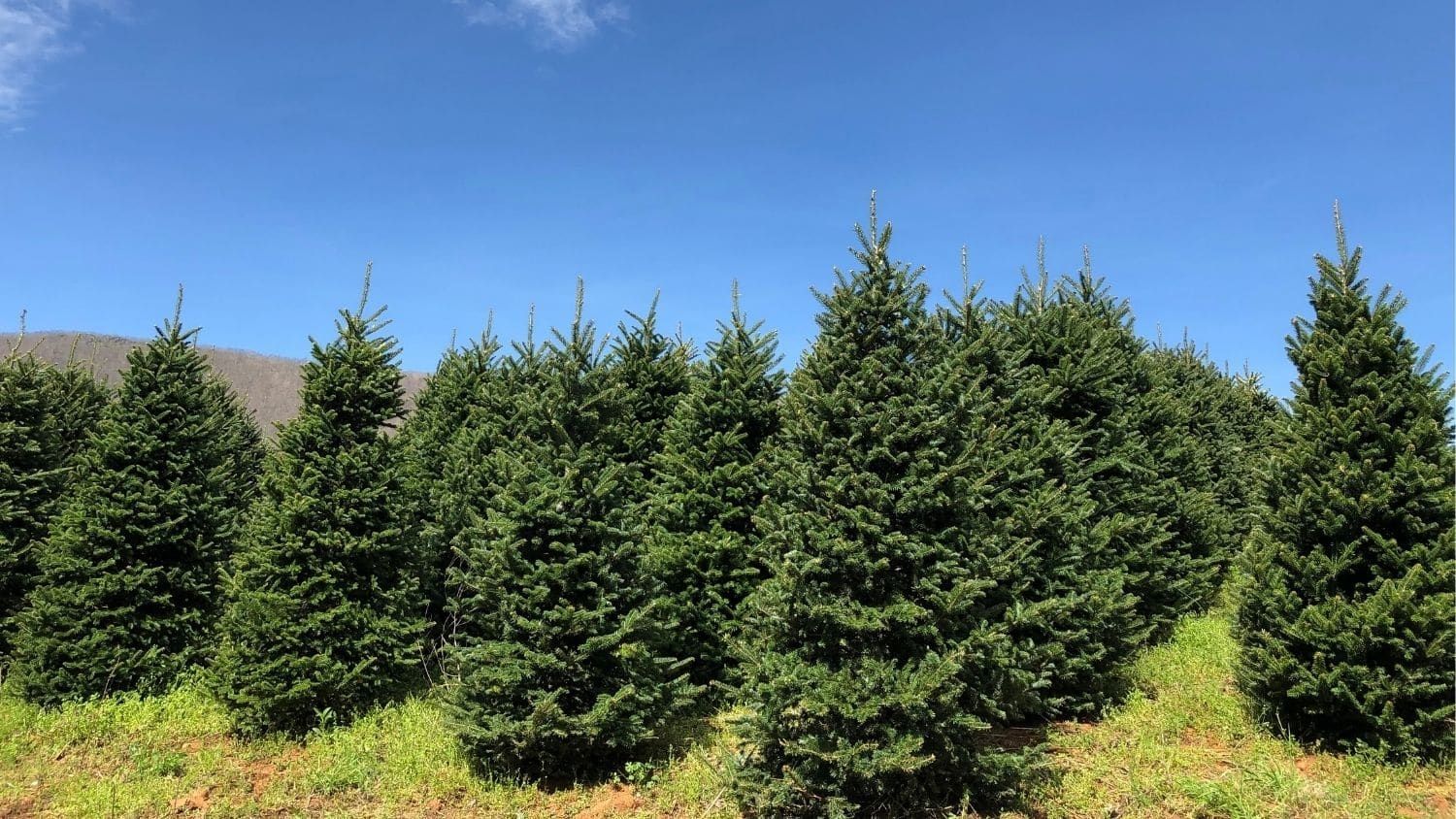 Christmas trees growing in North Carolina.