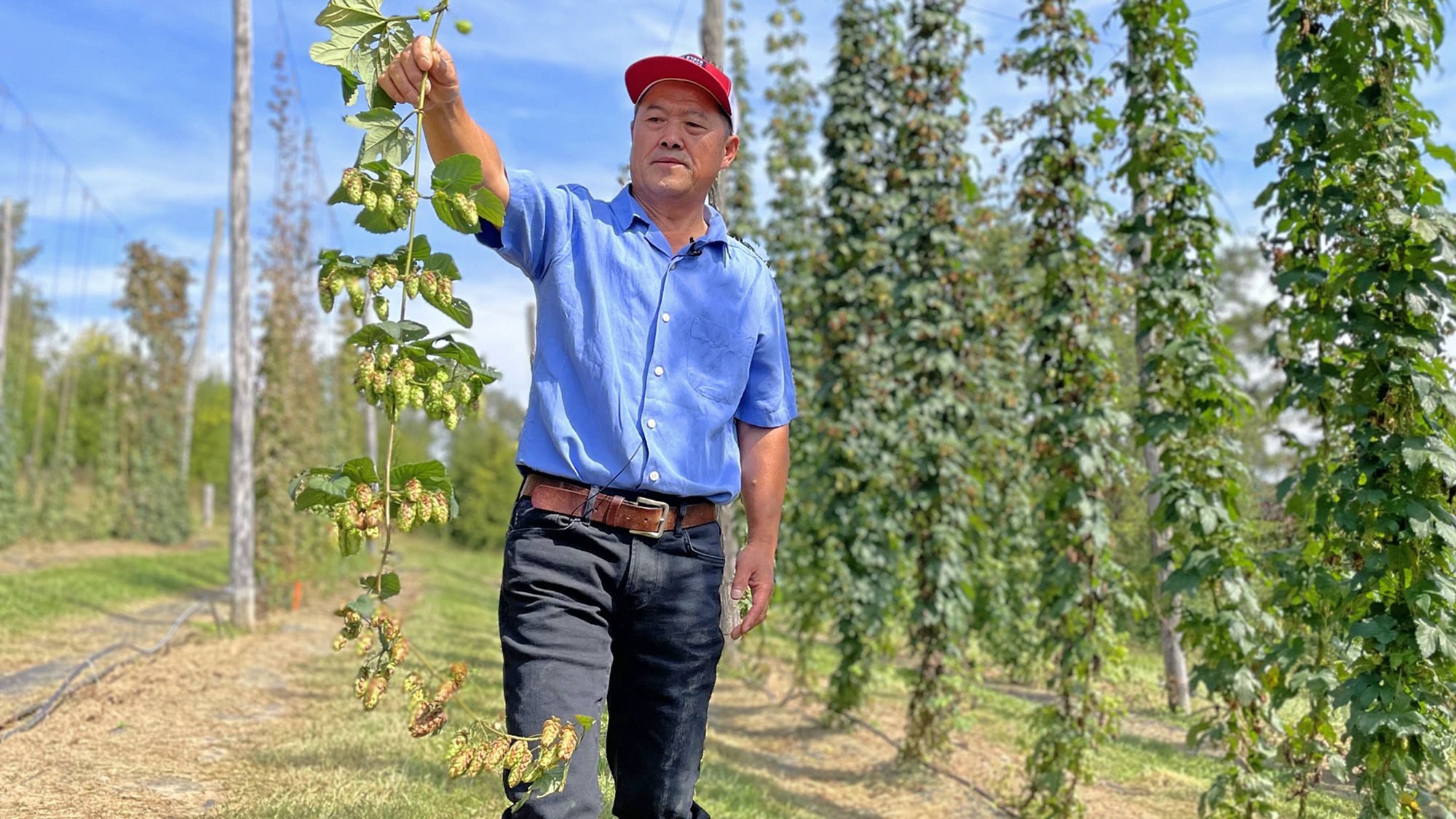 A man holding up hops