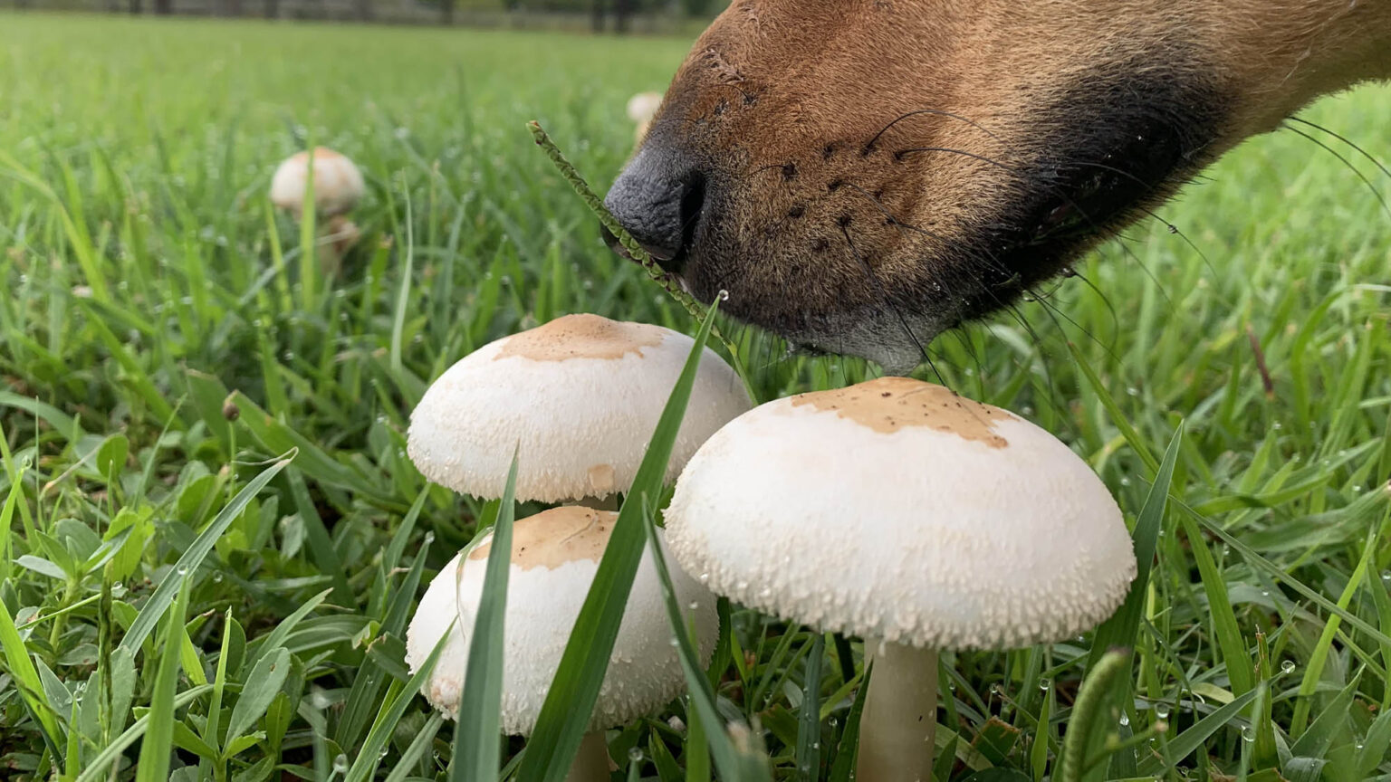 Dog smelling a mushroom