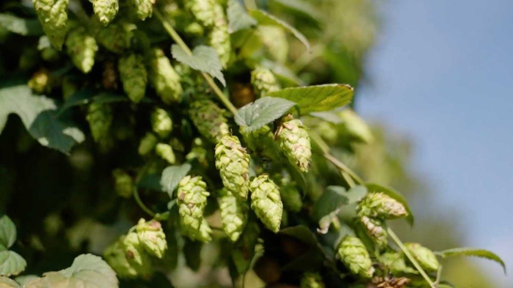 Hops, specifically the cones, in Western North Carolina