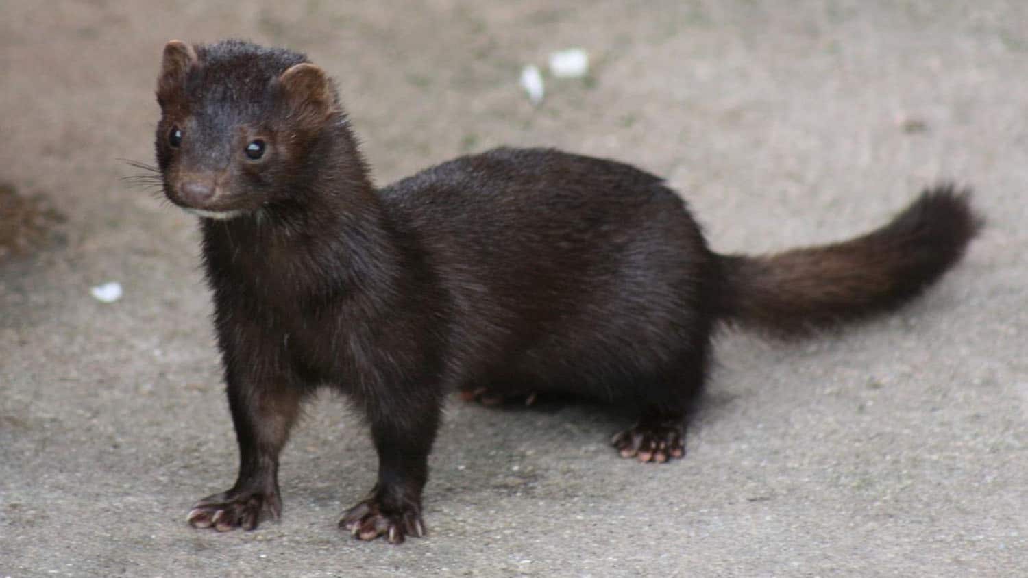mink standing on ground looking at camera