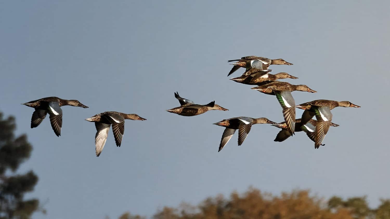 a flock of northern shoveler ducks flies from left to right