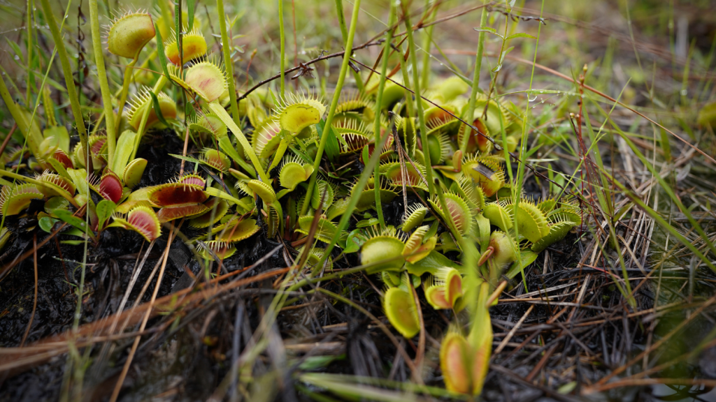 many venus fly traps near water