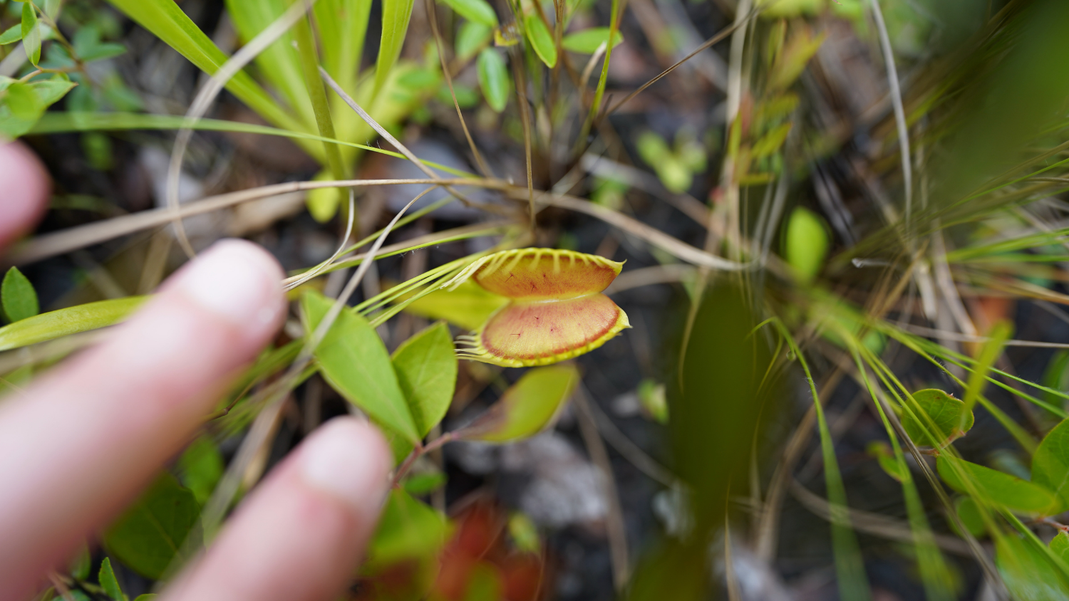 a wild venus flytrap