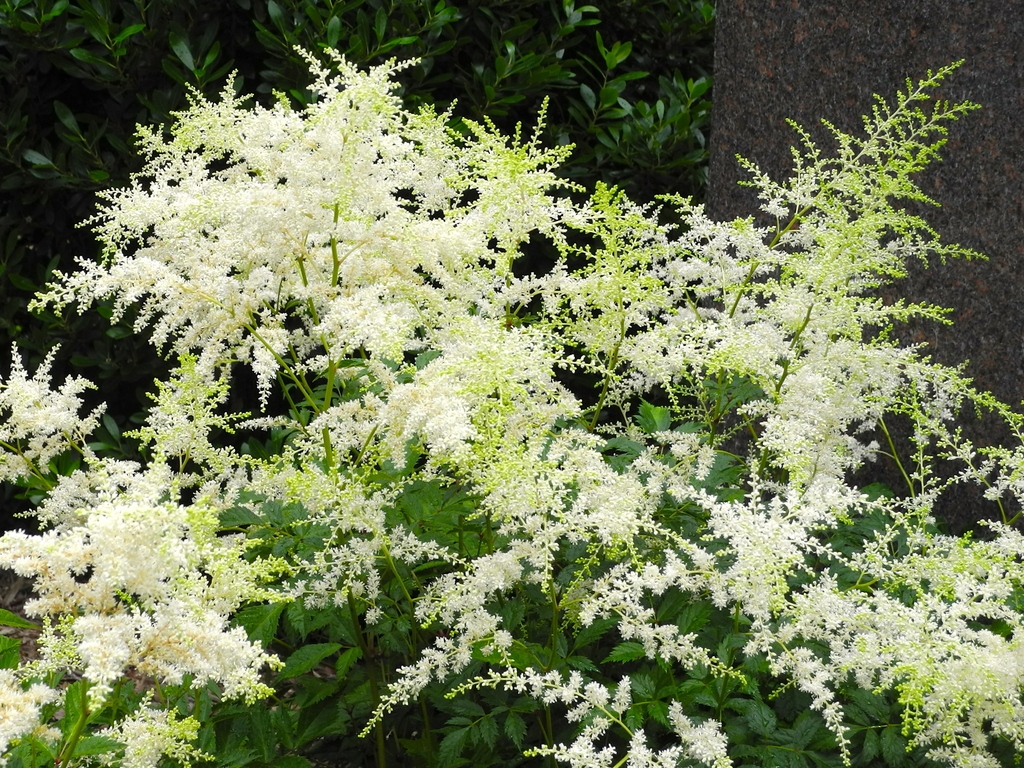 White astilbe blooms in the shade of a North Carolina resident's garden.