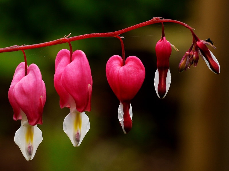 Four heart-shaped flowers hang from a dicentra plant. 