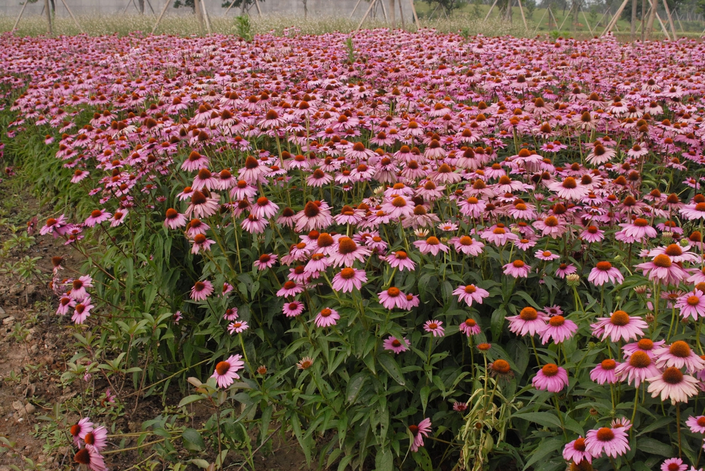 Echinacea purpurea is planted in a field.