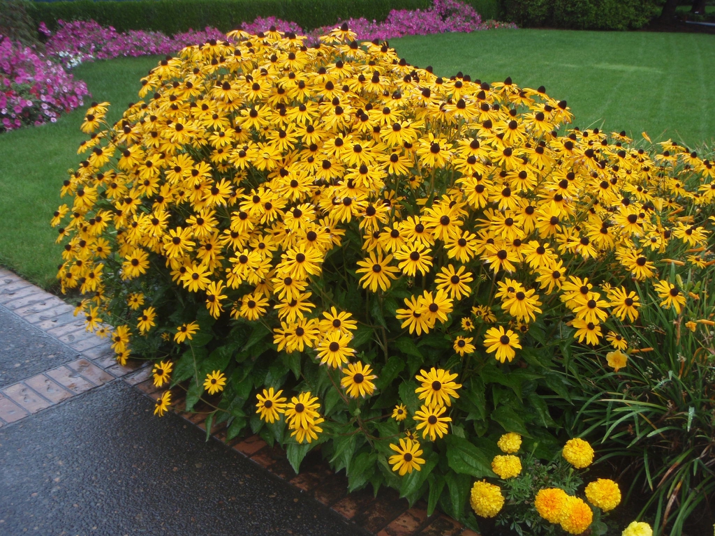 Rudbeckia is planted along a sidewalk. 