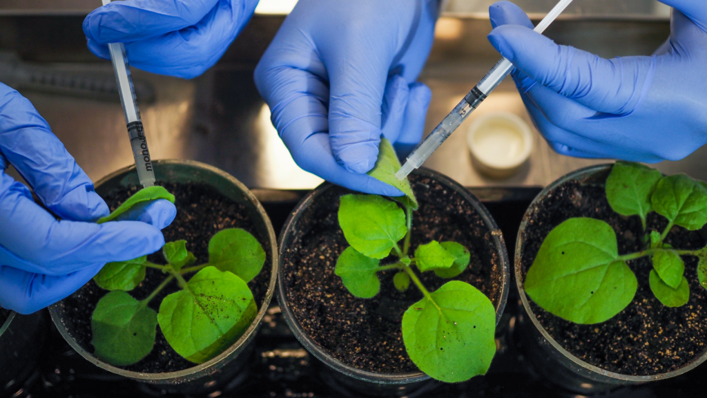 plants in a research lab