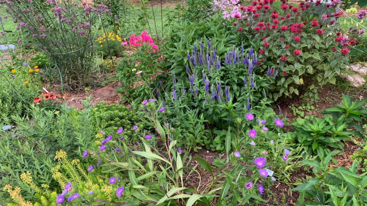 a garden with many flowers