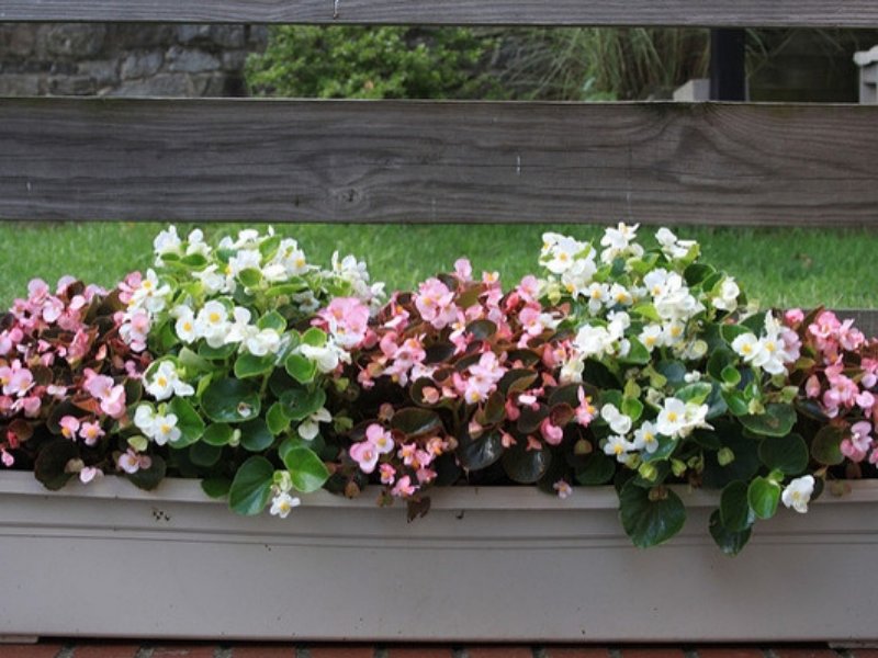 a garden of begonias